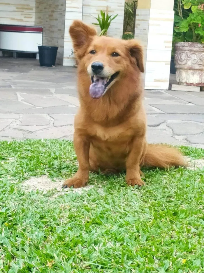 Cachorro ra a SRD-ViraLata idade 6 ou mais anos nome Mel