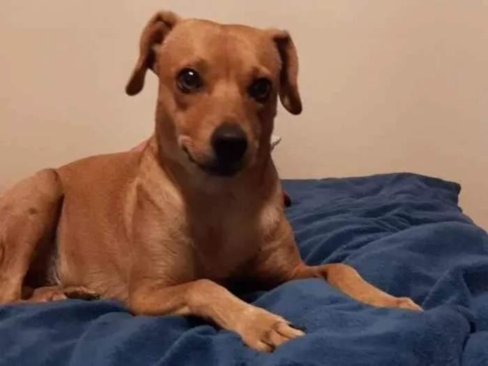 Cachorro ra a SRD-ViraLata idade 2 anos nome Mel