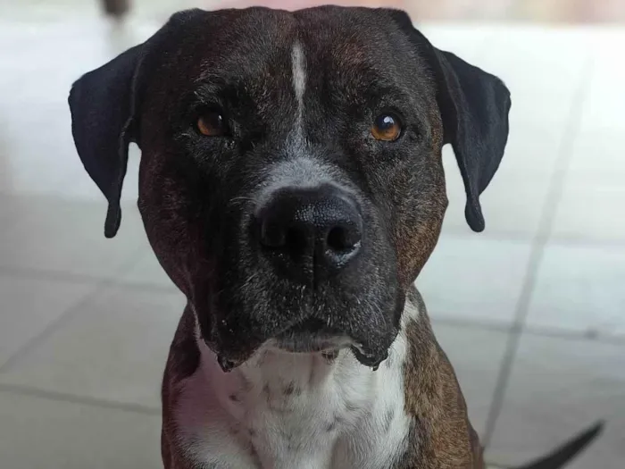 Cachorro ra a Pit-Bull idade 6 ou mais anos nome Taigor 