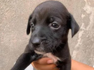 Cachorro raça SRD-ViraLata idade Abaixo de 2 meses nome Cachorrinhos