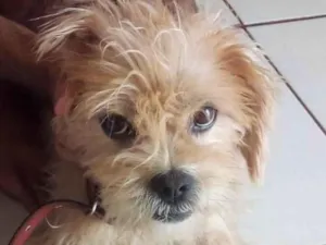 Cachorro raça SRD-ViraLata idade 7 a 11 meses nome Rick