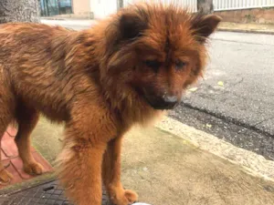 Cachorro raça Chow Chow idade 3 anos nome Não sei