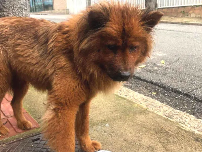 Cachorro ra a Chow Chow idade 3 anos nome Não sei