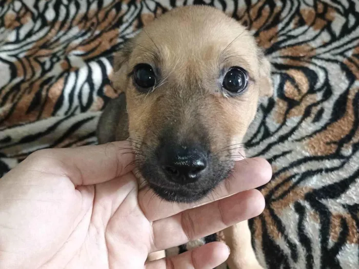 Cachorro ra a Bassê com vira - lata. idade Abaixo de 2 meses nome Fred