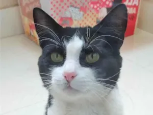 Gato raça SRD-ViraLata idade 2 anos nome Toni 