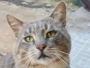 Gato raça SRD-ViraLata idade 2 a 6 meses nome Tigrao