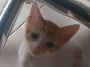 Gato raça SRD-ViraLata idade 2 a 6 meses nome Elmo