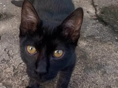 Gato raça SRD-ViraLata idade 7 a 11 meses nome Titica