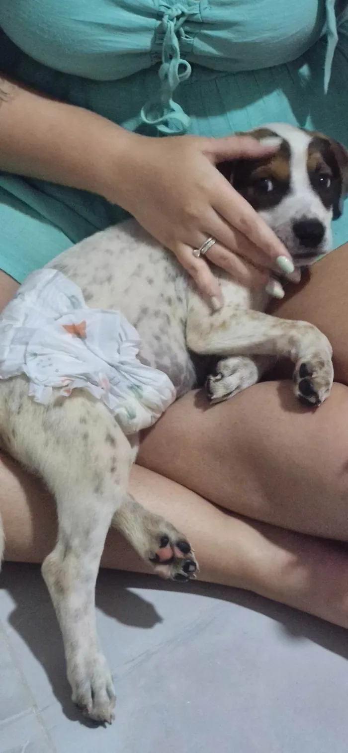 Cachorro ra a SRD-ViraLata idade 2 a 6 meses nome Pitoco