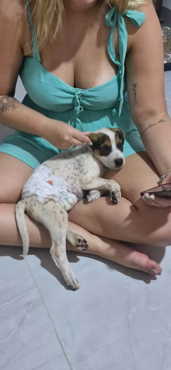 Cachorro ra a SRD-ViraLata idade 2 a 6 meses nome Pitoco