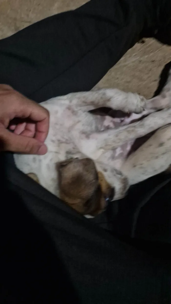 Cachorro ra a SRD-ViraLata idade 2 a 6 meses nome Pitoco