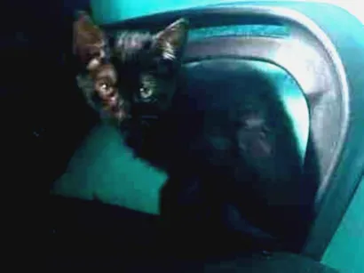 Gato raça Siamês idade 2 a 6 meses nome Peteca