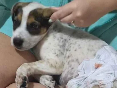 Cachorro raça SRD-ViraLata idade 2 a 6 meses nome Pitoco