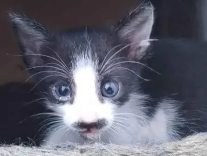 Gato raça SRD-ViraLata idade Abaixo de 2 meses nome Sem nome