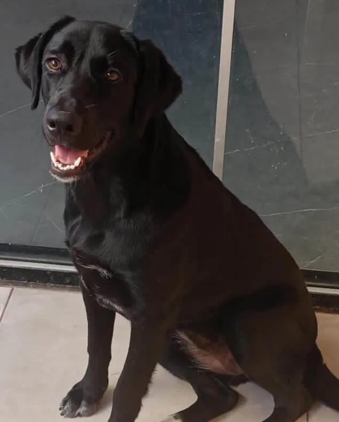 Cachorro ra a SRD-ViraLata idade 1 ano nome Nala