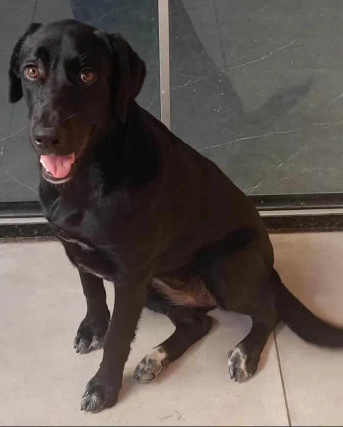 Cachorro ra a SRD-ViraLata idade 1 ano nome Nala