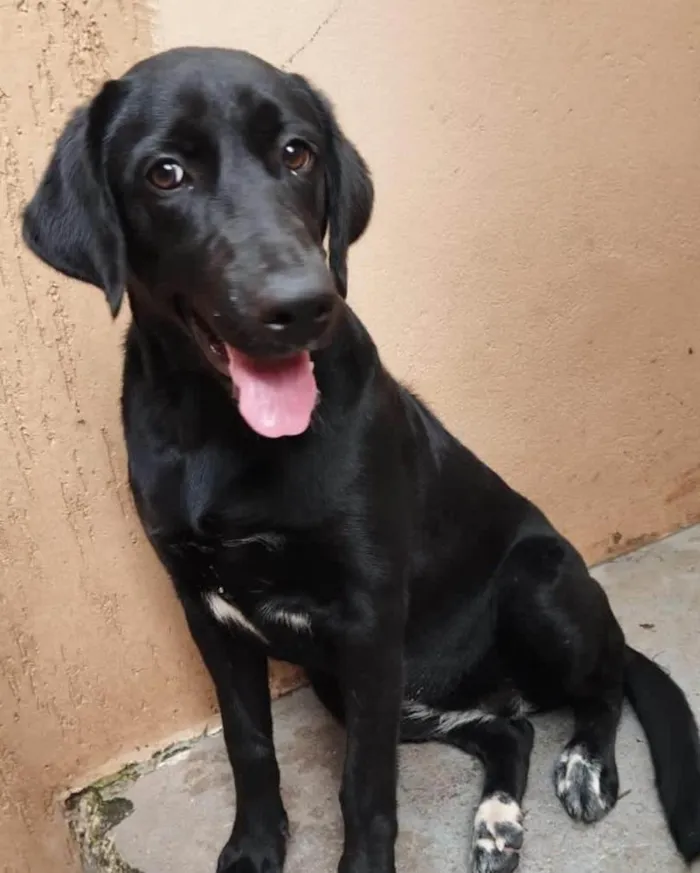 Cachorro ra a SRD-ViraLata idade 1 ano nome Nala