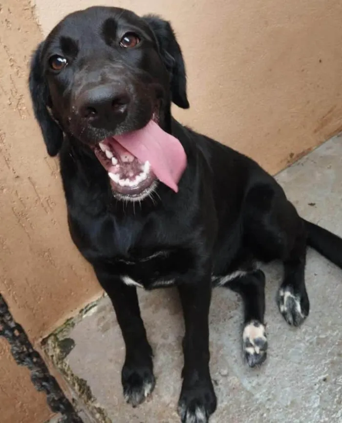 Cachorro ra a SRD-ViraLata idade 1 ano nome Nala