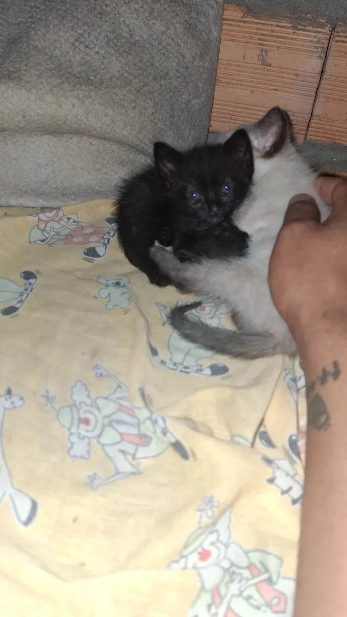 Gato ra a SRD-ViraLata idade 2 a 6 meses nome Miau