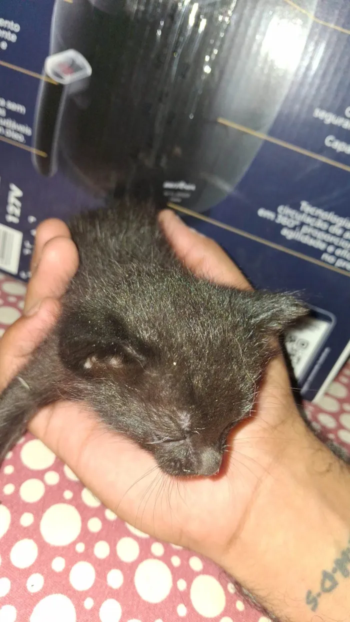 Gato ra a SRD-ViraLata idade 2 a 6 meses nome Miau