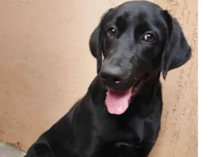 Cachorro raça SRD-ViraLata idade 1 ano nome Nala