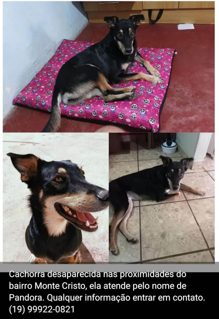 Cachorro ra a SRD-ViraLata idade 4 anos nome Pandora