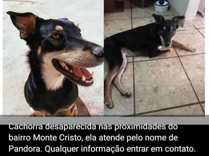 Cachorro ra a SRD-ViraLata idade 4 anos nome Pandora