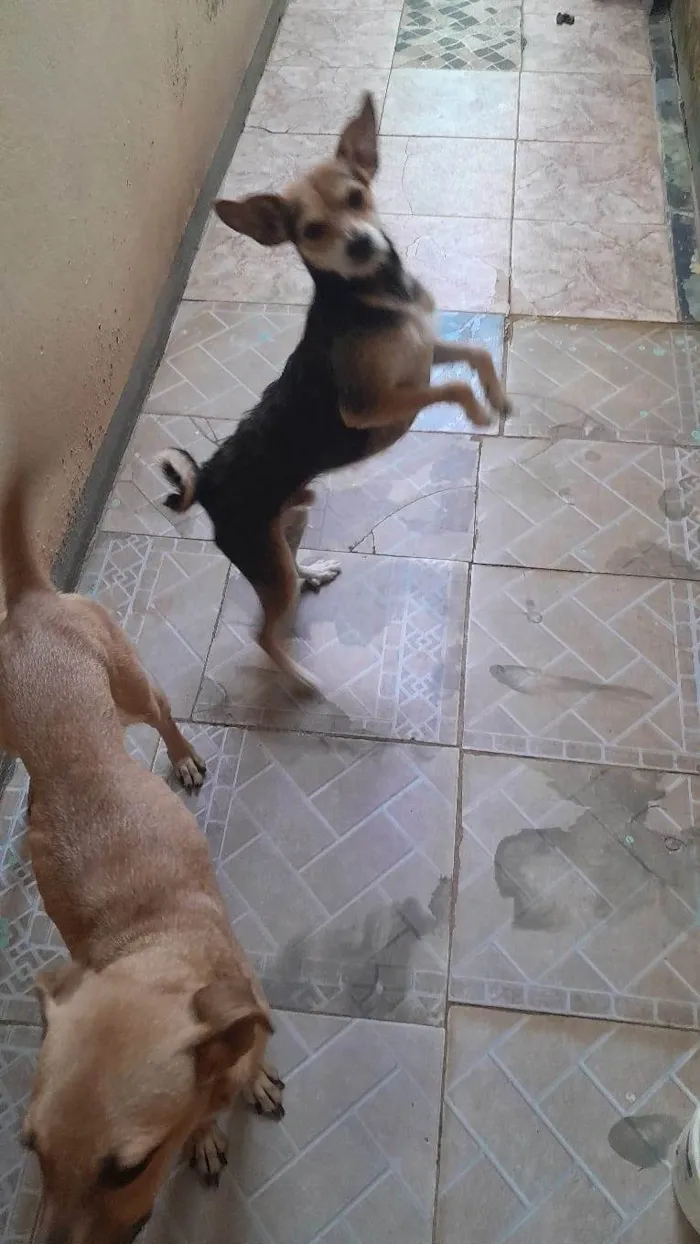 Cachorro ra a SRD-ViraLata idade 3 anos nome Pitoco