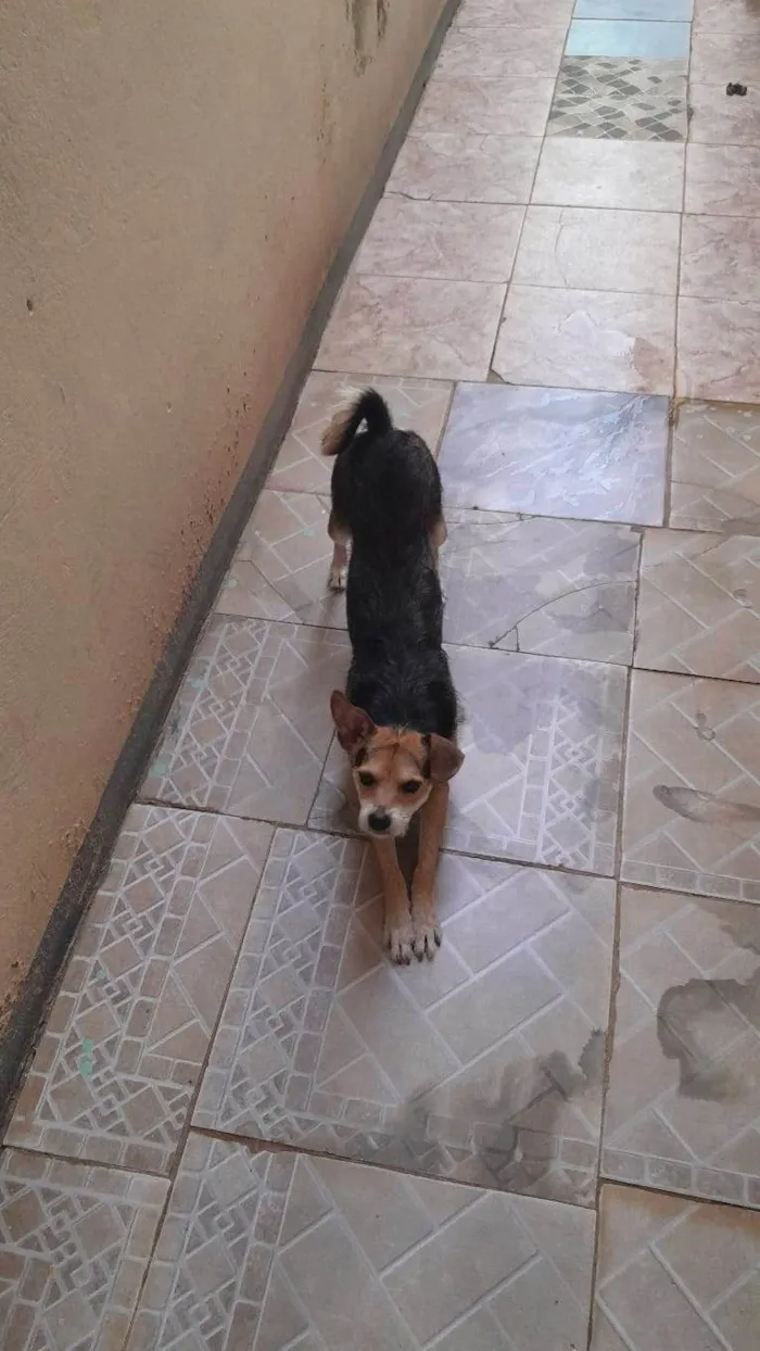 Cachorro ra a SRD-ViraLata idade 3 anos nome Pitoco