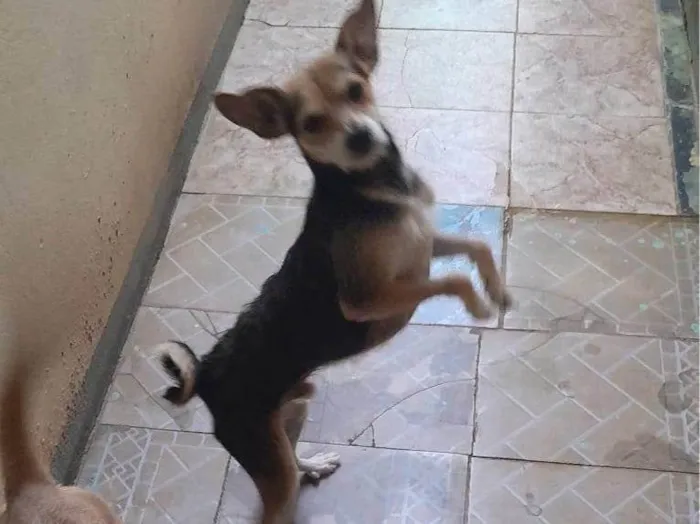 Cachorro ra a SRD-ViraLata idade 3 anos nome Pitoco