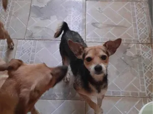 Cachorro raça SRD-ViraLata idade 3 anos nome Pitoco