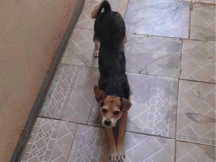 Cachorro ra a SRD-ViraLata idade 3 anos nome Pitoco