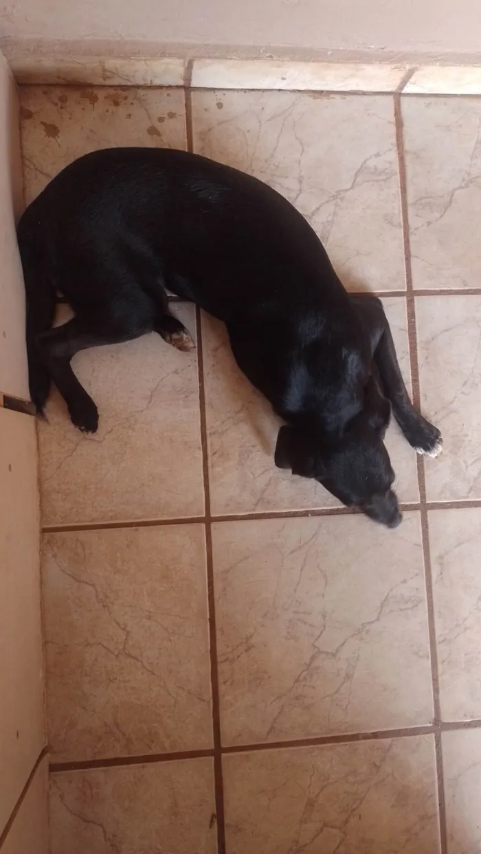 Cachorro ra a SRD-ViraLata idade 7 a 11 meses nome LuLu