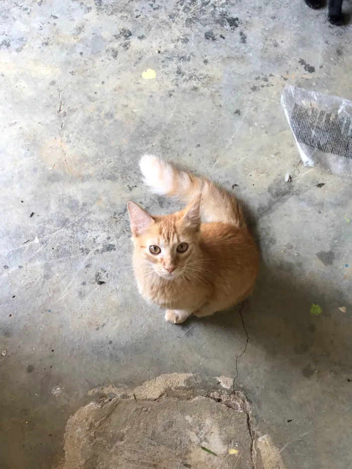 Gato ra a SRD-ViraLata idade 2 a 6 meses nome Lino