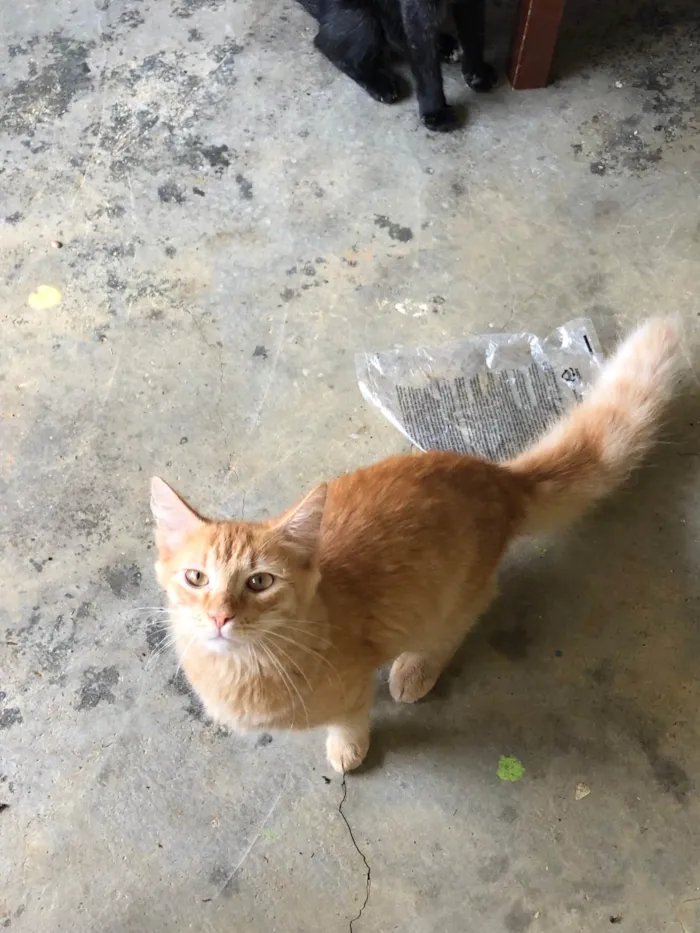 Gato ra a SRD-ViraLata idade 2 a 6 meses nome Lino