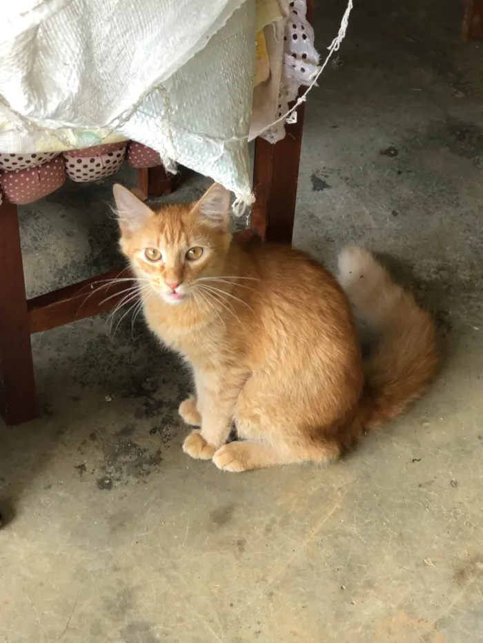 Gato ra a SRD-ViraLata idade 2 a 6 meses nome Lino