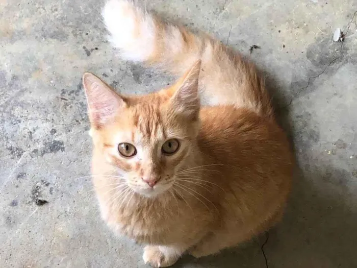 Gato ra a SRD-ViraLata idade 2 a 6 meses nome Lino