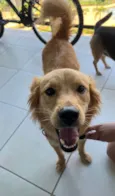 Cão perdido