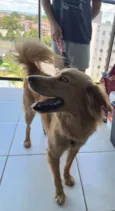 Cão perdido 