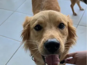 Cachorro raça SRD-ViraLata idade 3 anos nome Cão perdido 