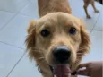 Cão perdido
