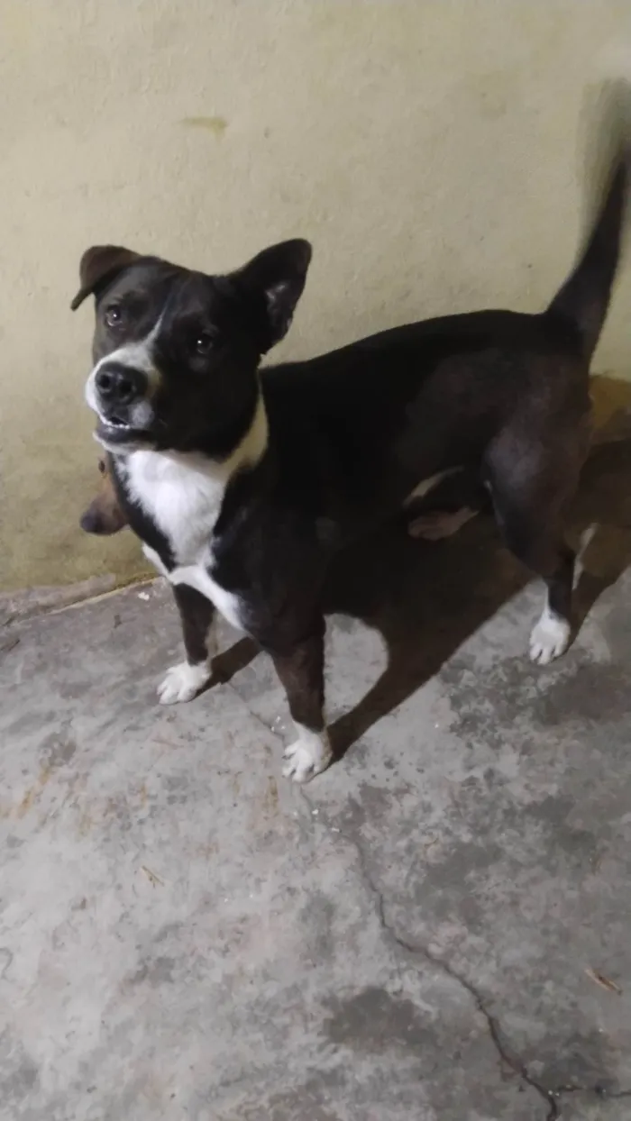 Cachorro ra a Husky Siberiano idade 7 a 11 meses nome Boris 