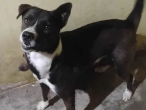 Cachorro raça Husky Siberiano idade 7 a 11 meses nome Boris 