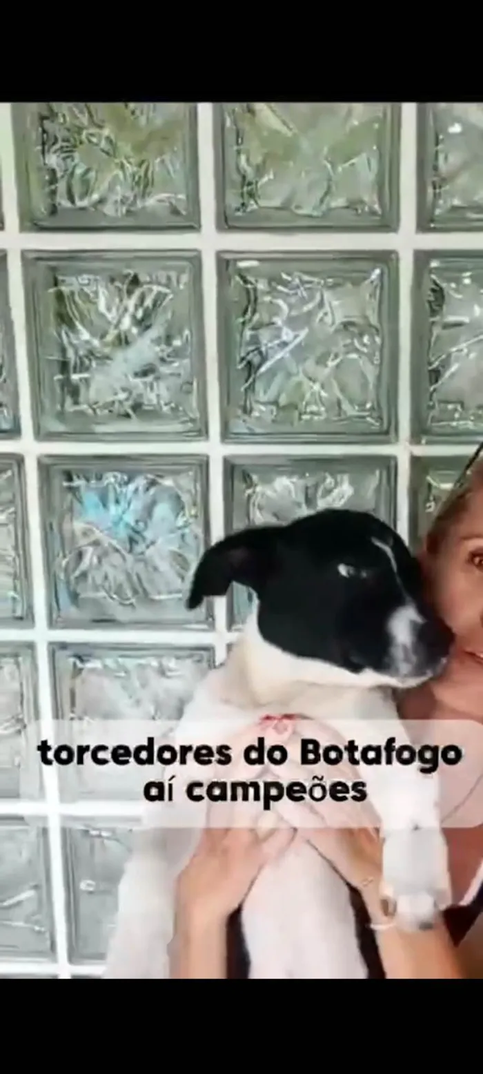 Cachorro ra a SRD-ViraLata idade 2 a 6 meses nome Botafogo 