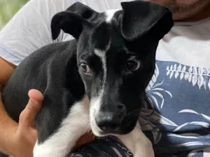 Cachorro raça SRD-ViraLata idade 2 a 6 meses nome Botafogo 