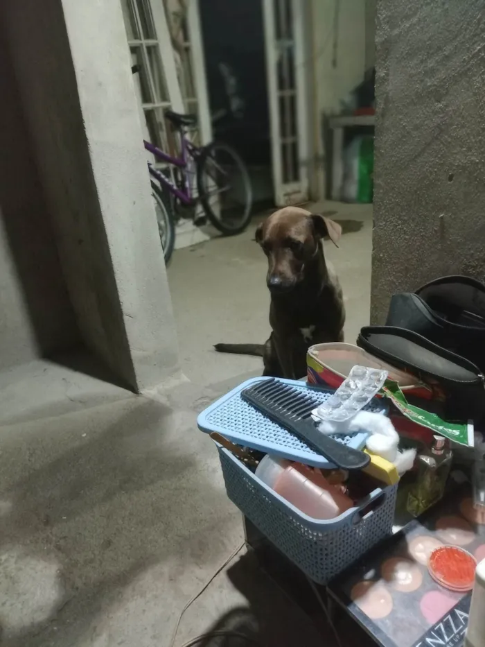 Cachorro ra a SRD-ViraLata idade 2 a 6 meses nome Estela 