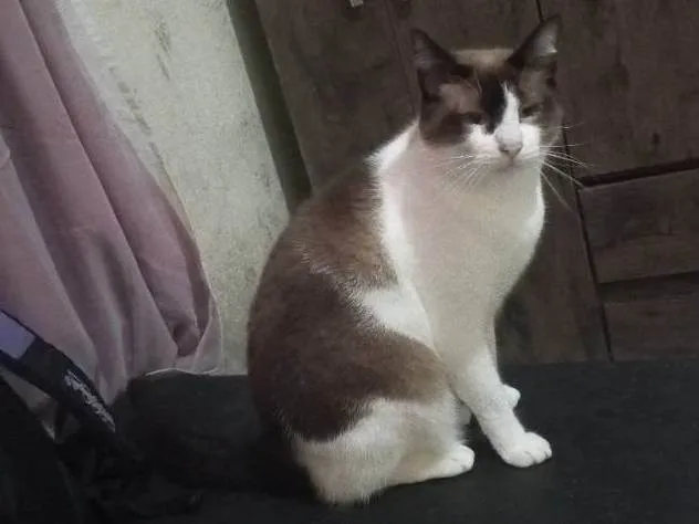 Gato ra a Siamês idade 3 anos nome Trovão 