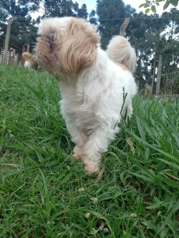 Cachorro ra a Shitzu idade 2 anos nome Toddy 