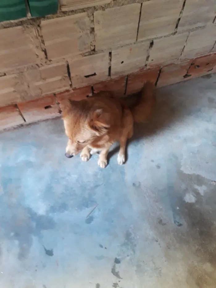 Gato ra a Exótico idade 1 ano nome Bela 