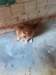 Bela